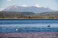 Tasmania_20140228_0867