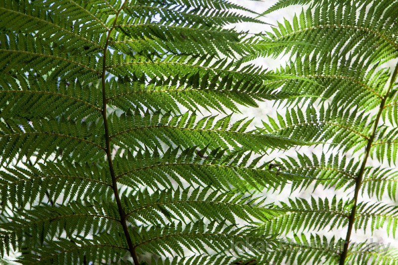 Tasmania_20140210_0013.jpg - Holwell Gorge