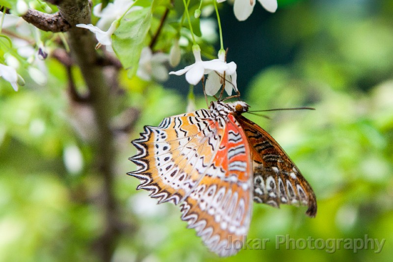 Singapore_butterflies_20151215_029.jpg