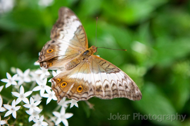 Singapore_butterflies_20151215_065.jpg