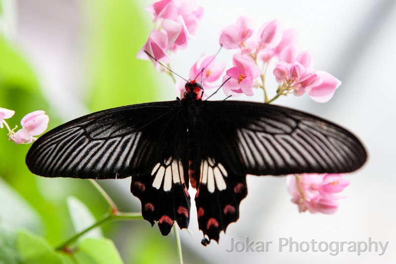 Singapore_butterflies_20151215_072.jpg