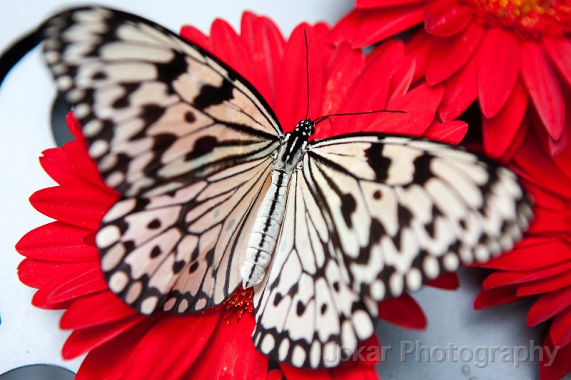 Singapore_butterflies_20151215_082.jpg