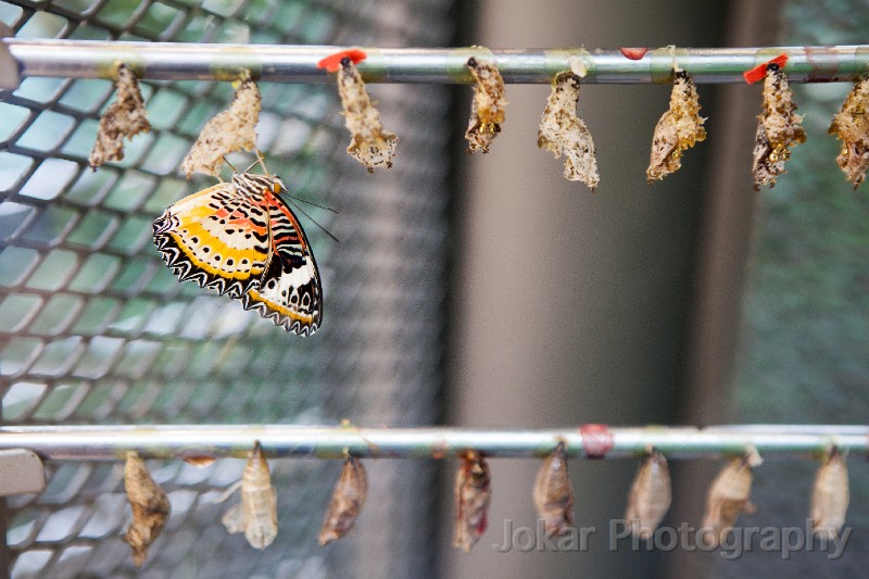 Singapore_butterflies_20151215_107.jpg