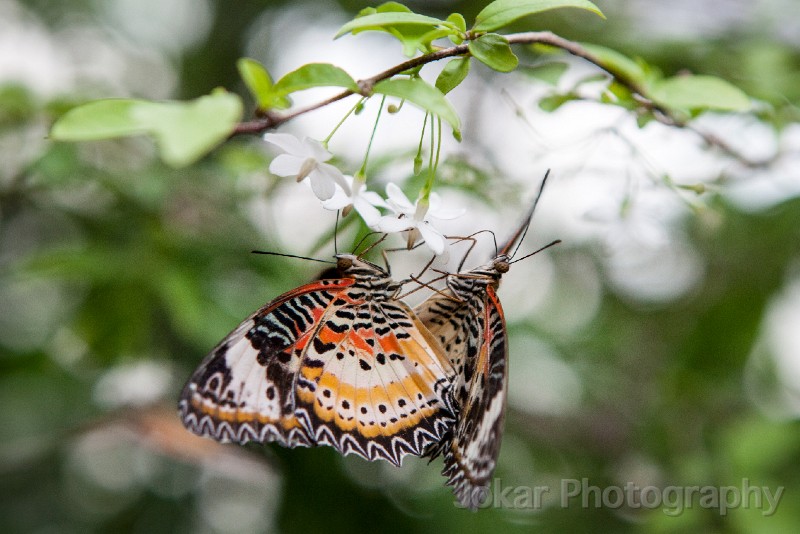 Singapore_butterflies_20151215_122.jpg