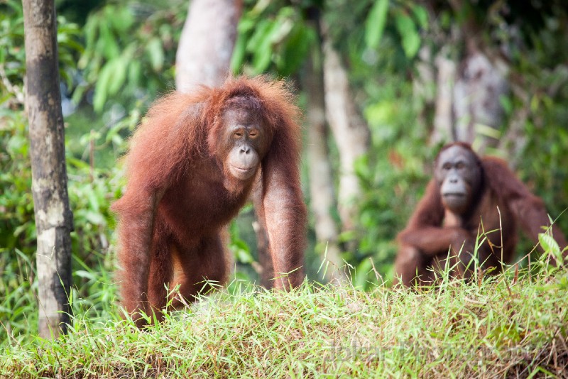 Orangutans_20150801_017.jpg
