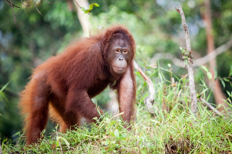 Orangutans_20150801_020.jpg