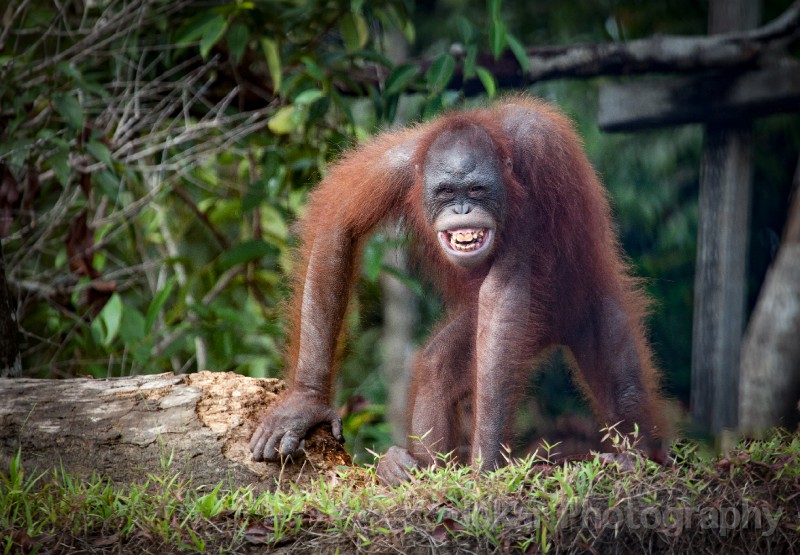 Orangutans_20150801_041.jpg