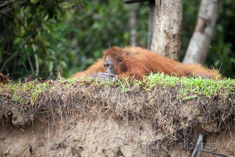 Orangutans_20150801_046.jpg