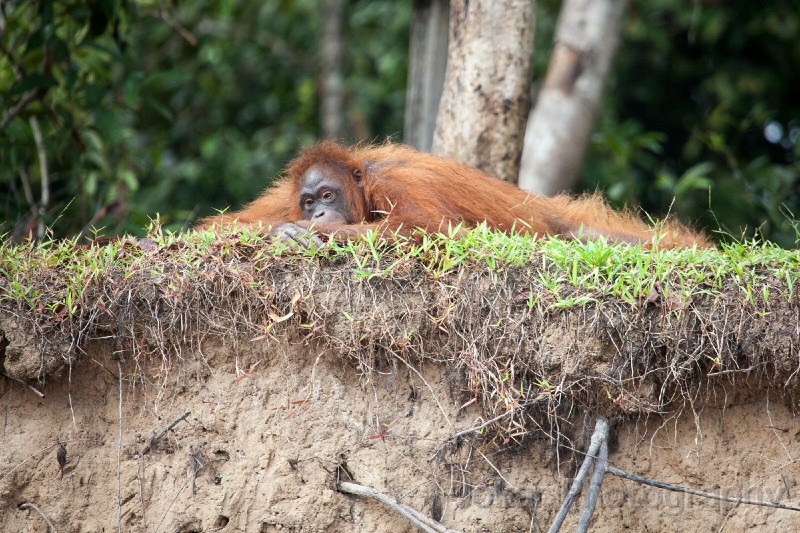 Orangutans_20150801_050.jpg