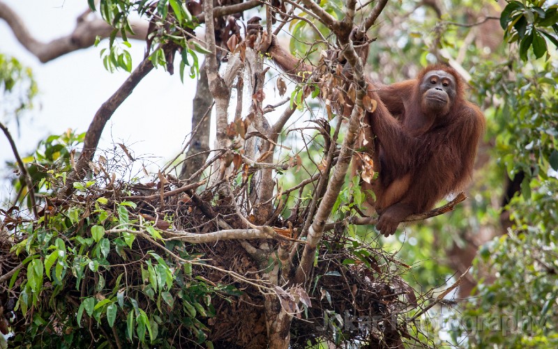 Orangutans_20150801_090.jpg