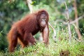 Orangutans_20150801_020
