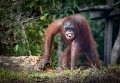 Orangutans_20150801_041