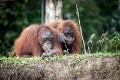 Orangutans_20150801_057