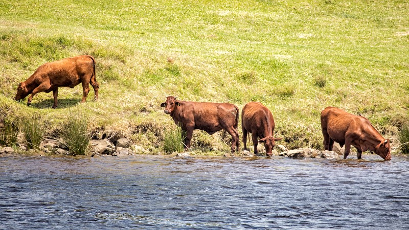 Belmore_River_20161021_079.jpg