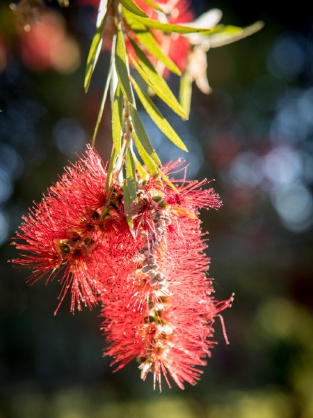 Belmore_River_20161015_099.jpg