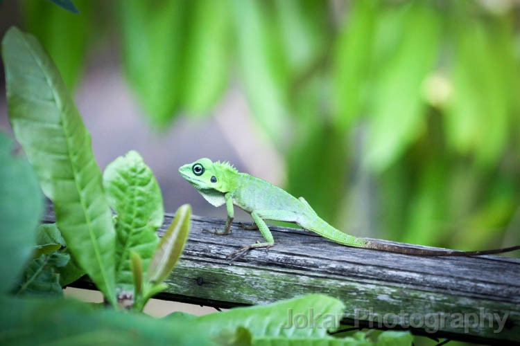 Lizard_20151126_012.jpg