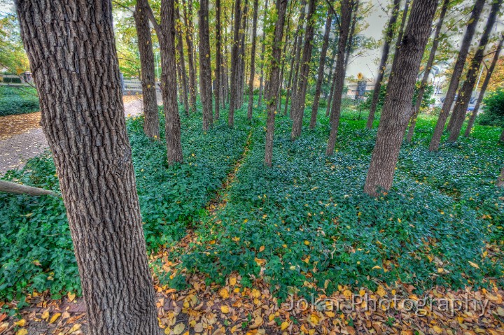 Glebe_Park_20090510_019_20_21_22_23_tonemapped.jpg - Glebe Park, Canberra