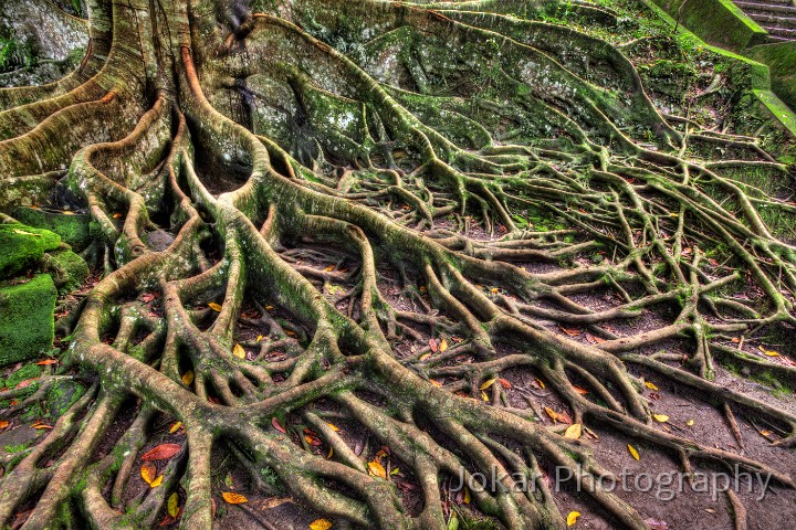 Pejeng_20100613_017_18_19_20_21_tonemapped.jpg - Tree roots at Goa Gajah, Bali, Indonesia