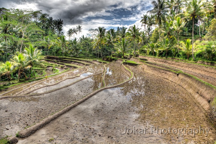 Tampaksiring_20100131_051_2_3_4_0_tonemapped.jpg - Ricefields near Tampaksiring, Bali, Indonesia